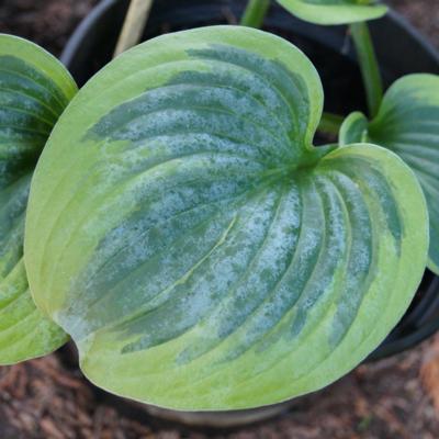 Hosta 'Secret Ambition'